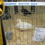Champion Bantam Duck
White Call K
by April Miskimmon