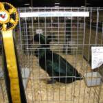 Champion Medium Duck 
Black Cayuga
by Rick Hare