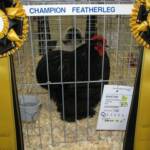 Champion Featherleg
Black Cochin K
by Tom Roebuck