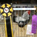 Reserve Grand Champion
Silver Penciled Rock K
by Brian Lewis